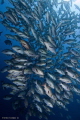   Redsnappers Explosion  
